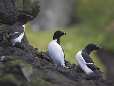 razorbill