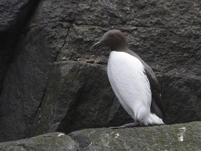 guillemot