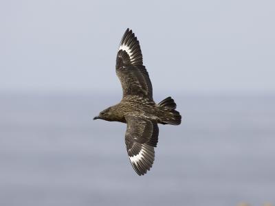 great skua