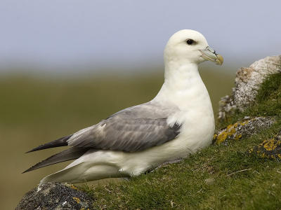 fulmar