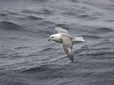 fulmar