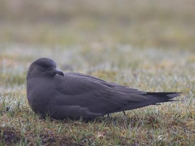 arctic skua