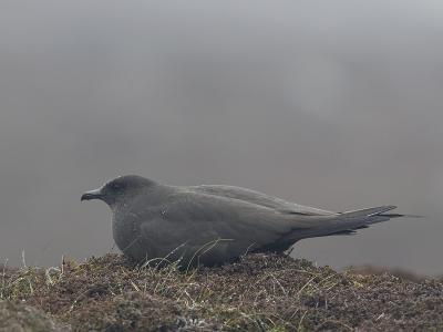arctic skua