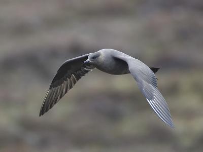 arctic skua