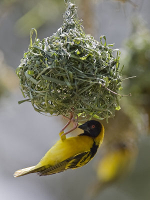 black-headed weaver <br> Ploceus cucullatus