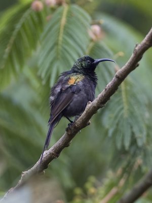 bronze sunbird >br> Nectarinia kilimensis