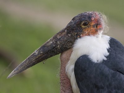 marabou stork <br) Leptoptilos crumeniferus