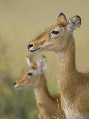 uganda kob <br> Kobus kob thomasi