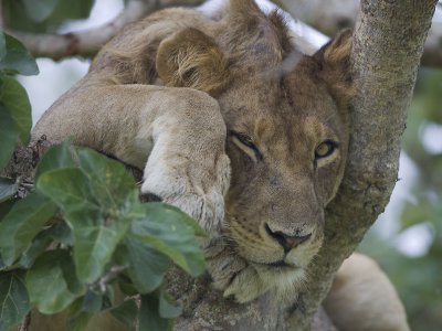 TREE CLIMBING LIONS OF ISHASHA