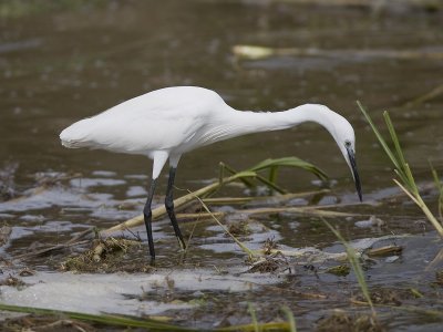 little egret  Egretta garzetta