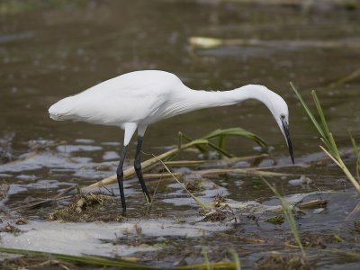 little egret <br> Egretta garzetta