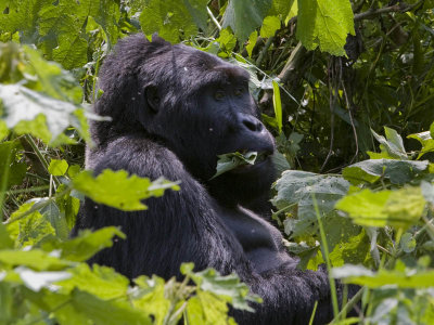 MWIRIMA, silverback group leader