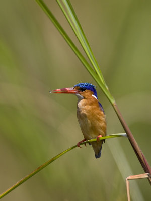 malachite kingfisher  Alcedo cristata