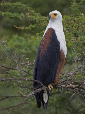 african fish eagle <br> afrikaanse zeearend <br> Haliaeetus vocifer