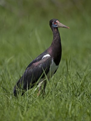 abdims stork <br> Ciconia abdimii