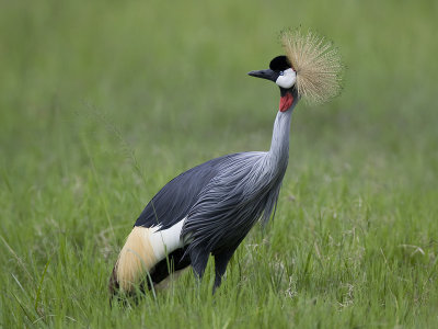 grey crowned crane <br> Balearica regulorum