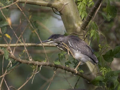 striated heron  Butorides striatus