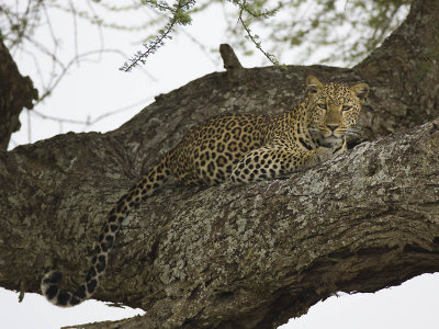 leopard  Panthero pardus
