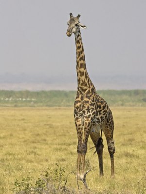 masai giraffe  Giraffa camelopardalis tippelskirchi