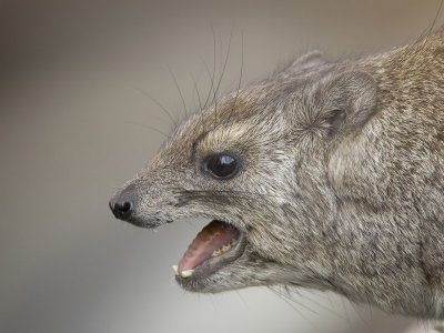 rock hyrax  Procavia johnstoni
