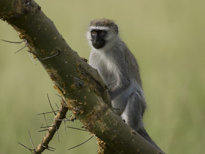vervet monkey  Cercopithecus aethiops