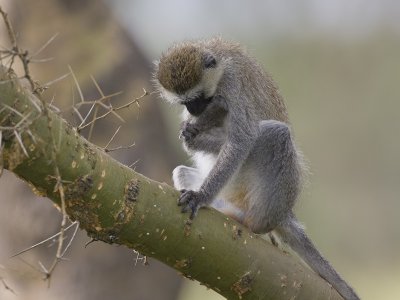 vervet monkey  Cercopithecus aethiops