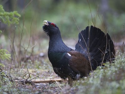 capercaillie (Tetrao urogallus)