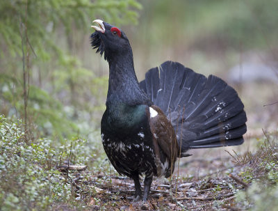 capercaillie (Tetrao urogallus)