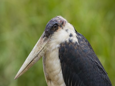 marabou stork
