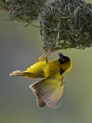 black-headed weaver <br> Ploceus cucullatus