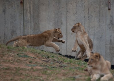 _MG_8710.jpg