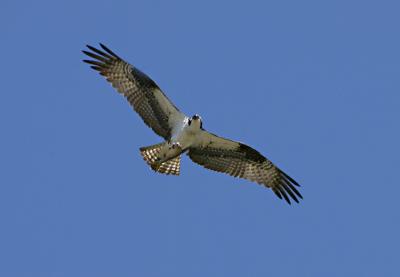 Bay Ridge Osprey