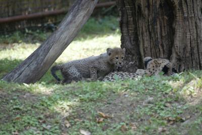 Cheetah Cubs at the National Zoo
