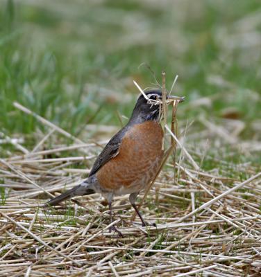 songbirds