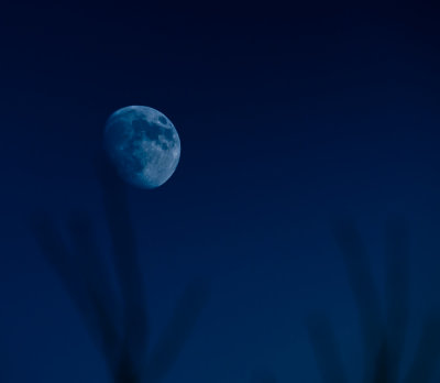 Blue Moon