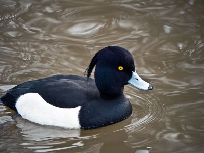 Tufted Duck