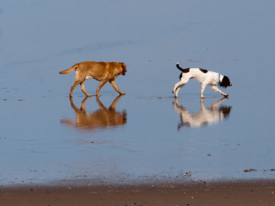 Dogs on the beach