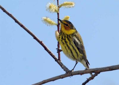 paruline-tigre-123.jpg