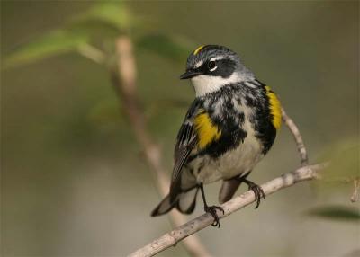 paruline--croupion-jaune-1.jpg