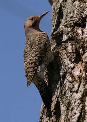 pic-flamboyant-097.jpg