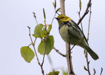 paruline--gorge-noire-1.jpg
