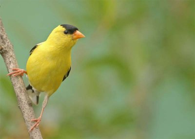 chardonneret-jaune-226.jpg