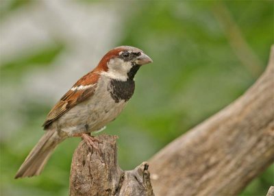 moineau-domestique-260.jpg