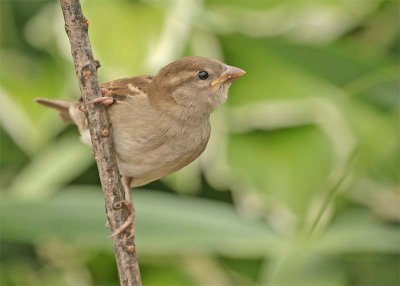 moineau-domestique-269.jpg