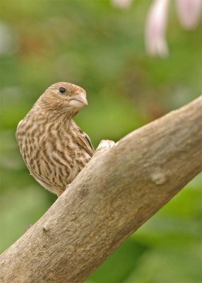 roselin-familier-110.jpg