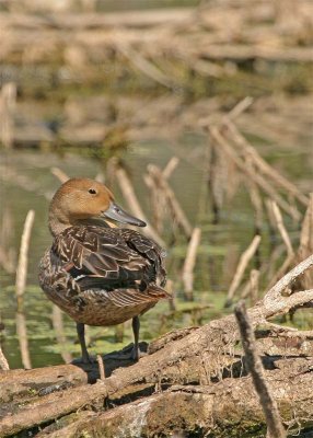 canard-pilet-114.jpg