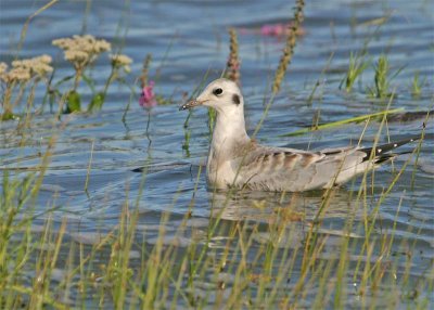 mouettes-de-Bonaparte-84.jpg