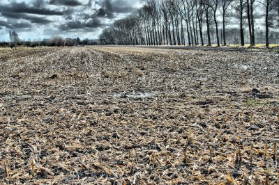 winter field