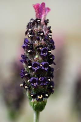 g4/93/653593/3/59815219.DSC_0078_B.jpg