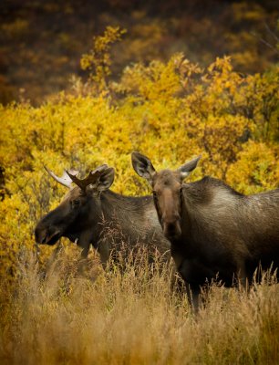   Moose Photos Of Alaska